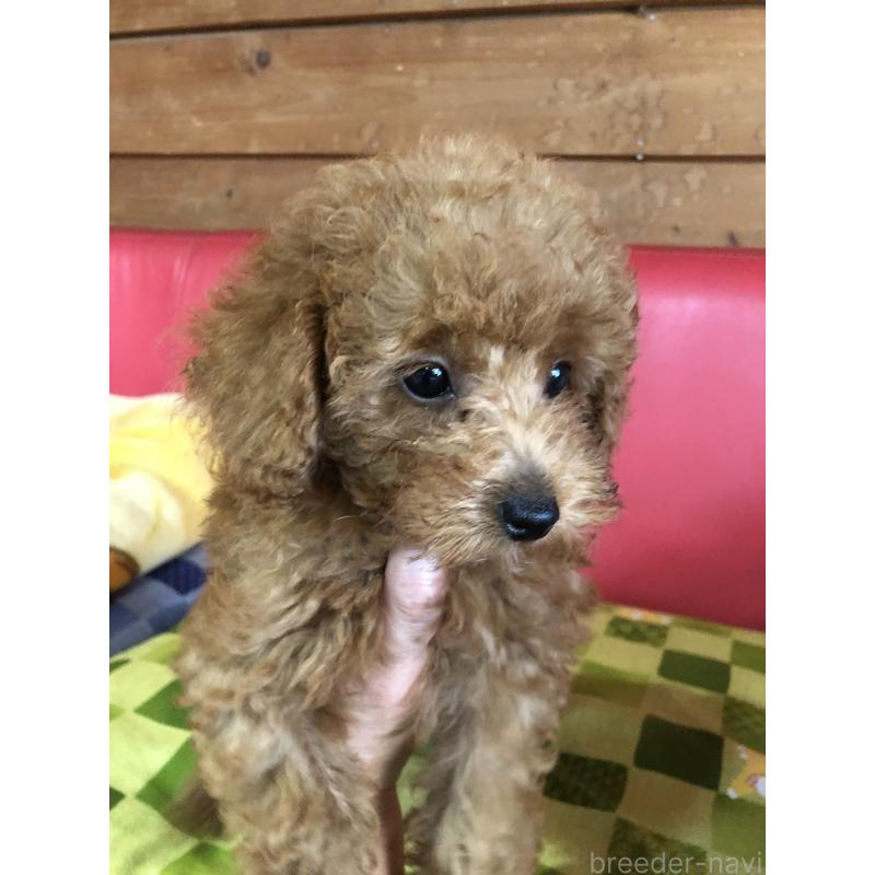 成約済の兵庫県のトイプードル-398773の3枚目