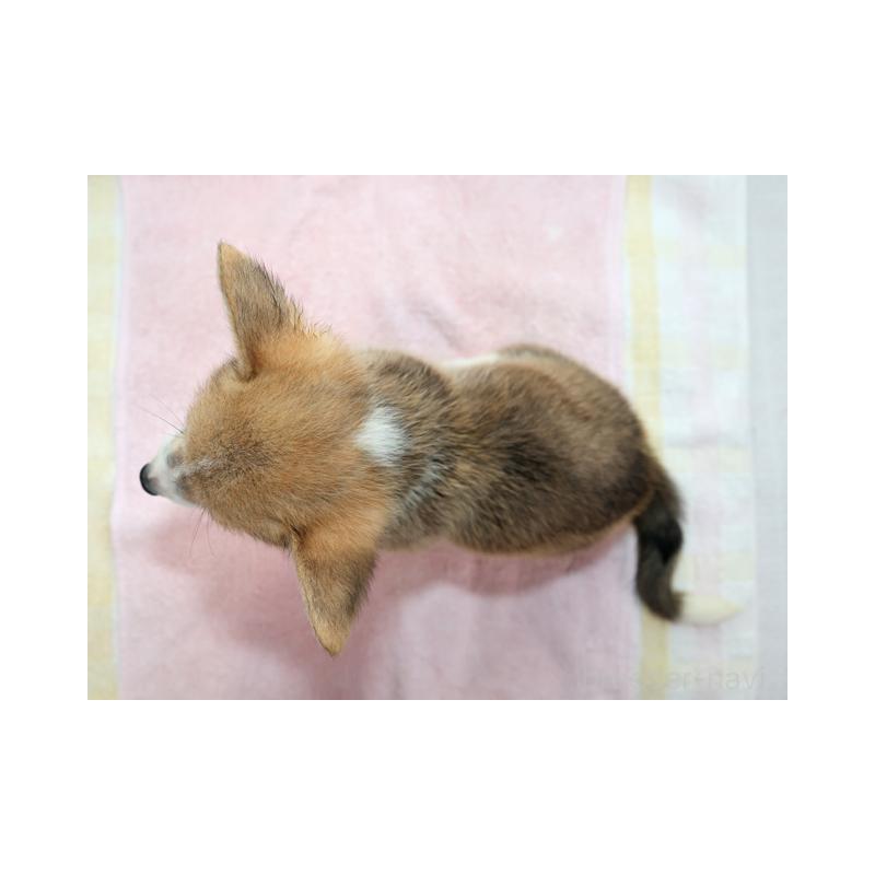 販売中の兵庫県のウェルシュコーギーペンブローク-396936の2枚目