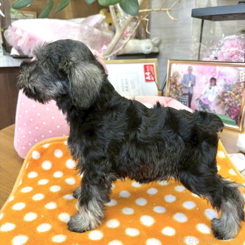 成約済の大阪府のミニチュアシュナウザー-401809の8枚目