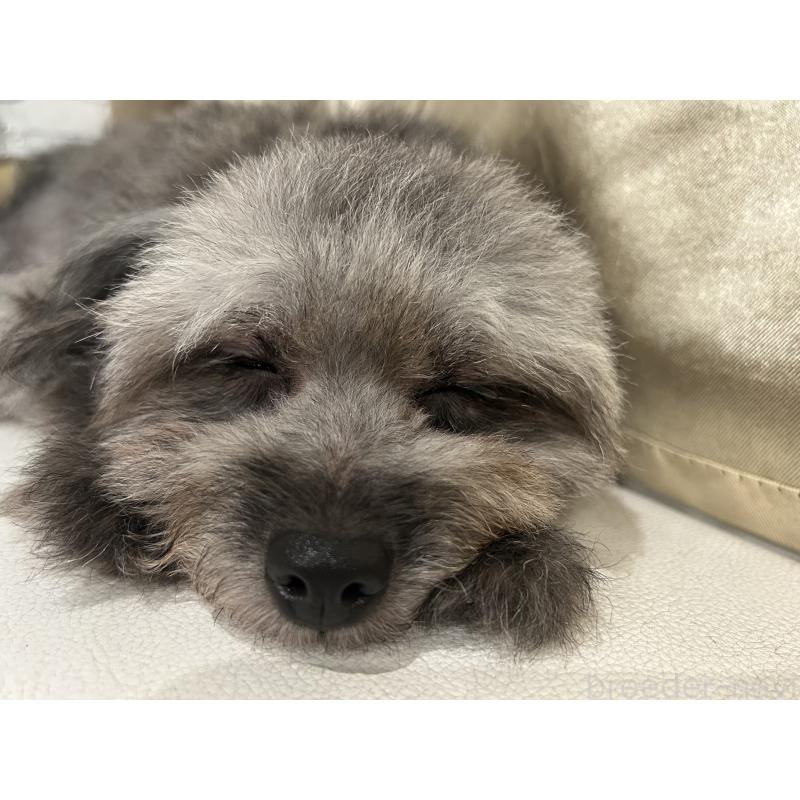 ラブちゃん1枚目
