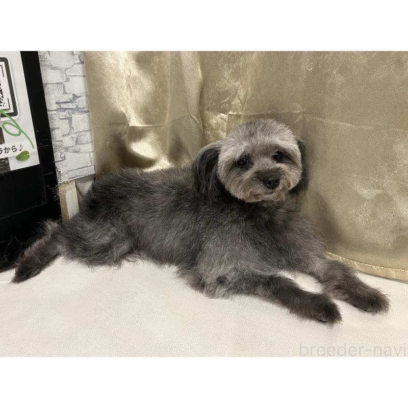 ラブちゃん1枚目
