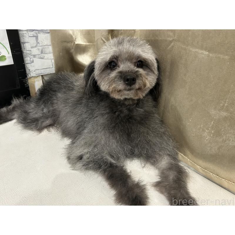 ラブちゃん1枚目