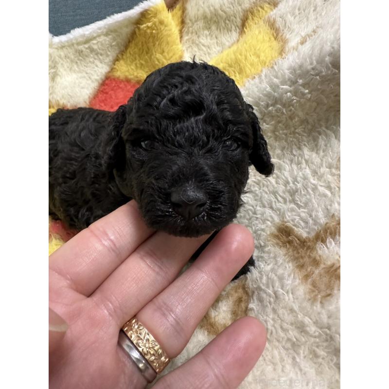 販売中の岡山県のトイプードル-402015の6枚目