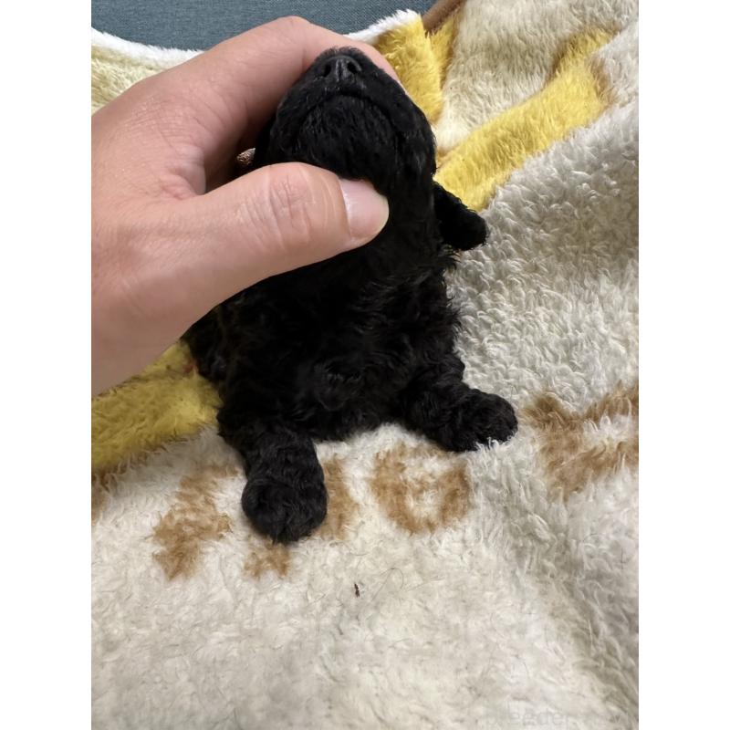 販売中の岡山県のトイプードル-402015の3枚目