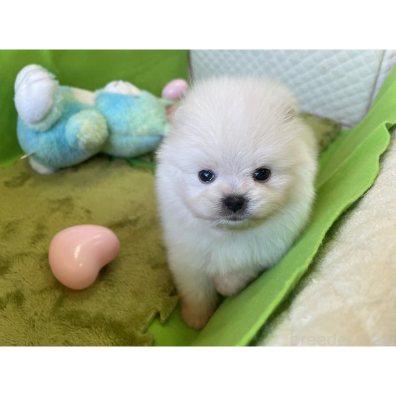 販売中の岐阜県のポメラニアン-400980の5枚目