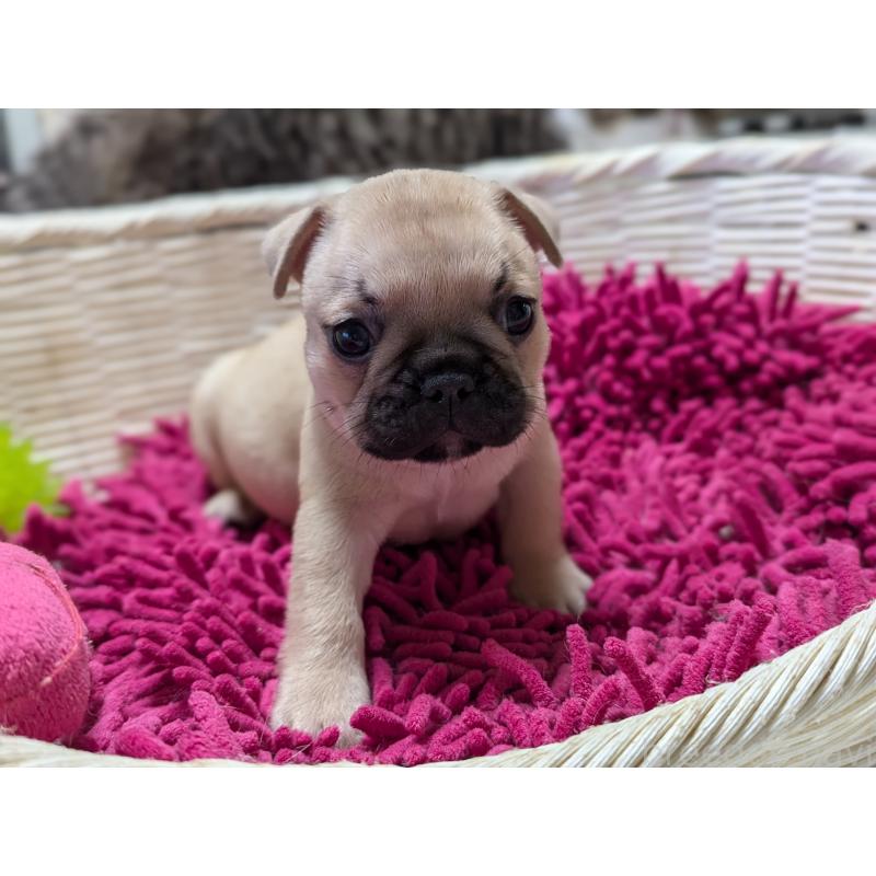 成約済の愛知県のフレンチブルドッグ-400755の4枚目