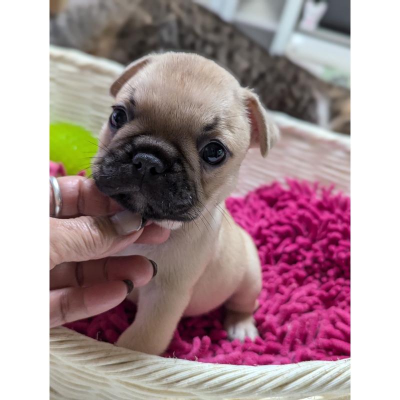 成約済の愛知県のフレンチブルドッグ-400755の3枚目