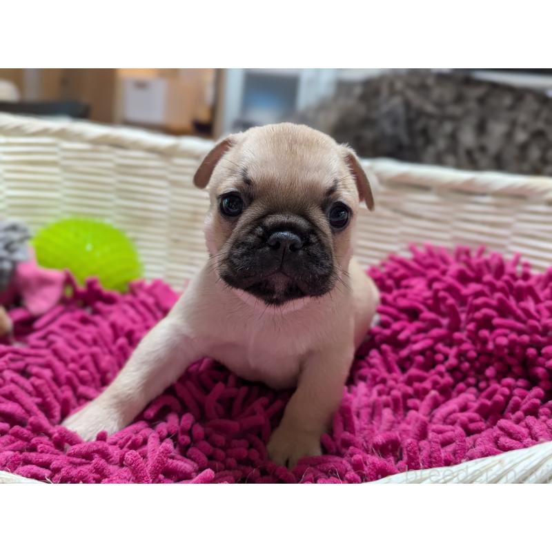 成約済の愛知県のフレンチブルドッグ-400755の2枚目