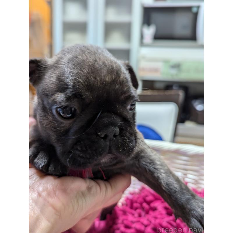 成約済の愛知県のフレンチブルドッグ-400754の5枚目