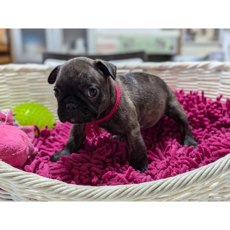 成約済の愛知県のフレンチブルドッグ-400754の4枚目