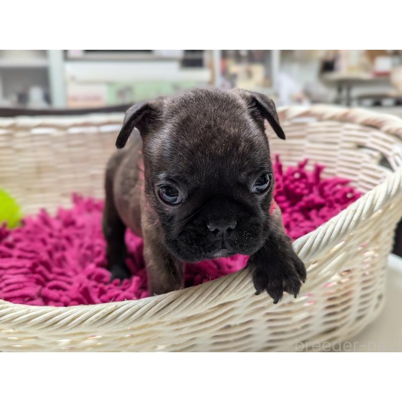 成約済の愛知県のフレンチブルドッグ-400754の3枚目