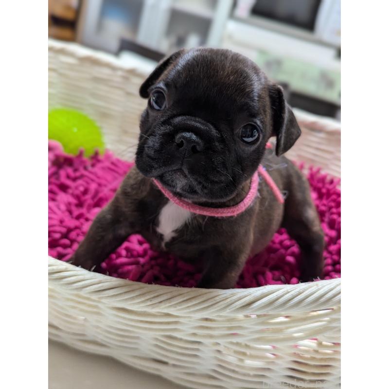 成約済の愛知県のフレンチブルドッグ-400753の10枚目