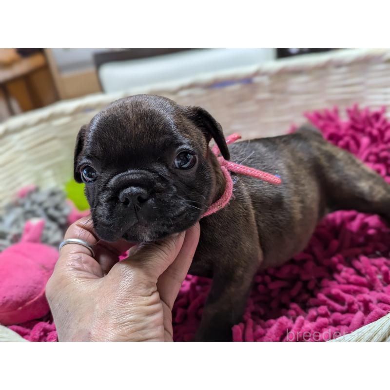 成約済の愛知県のフレンチブルドッグ-400753の9枚目