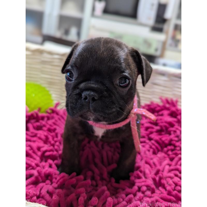 成約済の愛知県のフレンチブルドッグ-400753の8枚目