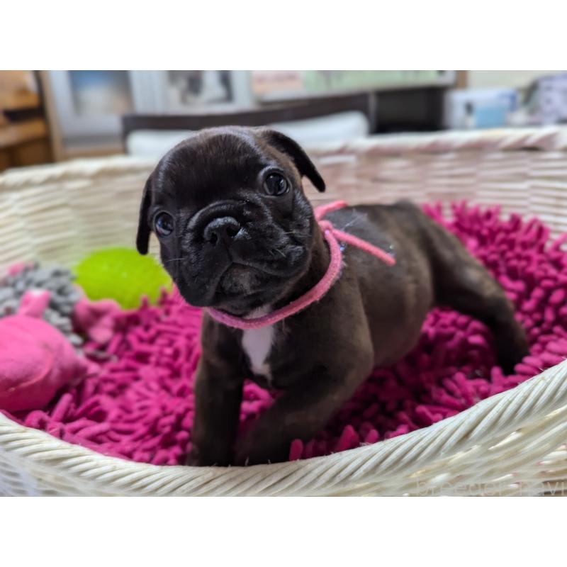 成約済の愛知県のフレンチブルドッグ-400753の7枚目