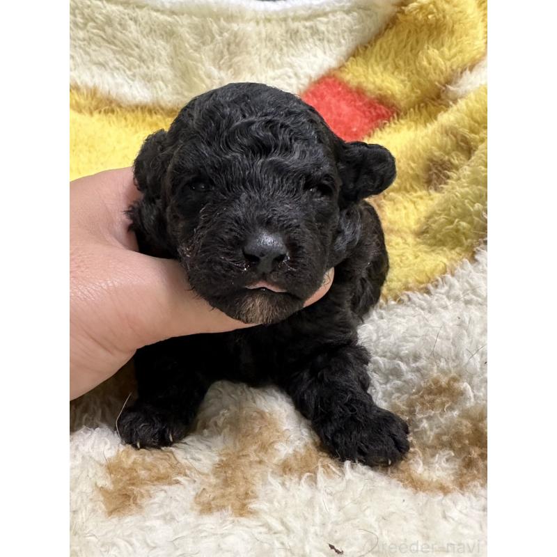 販売中の岡山県のトイプードル-402019の6枚目