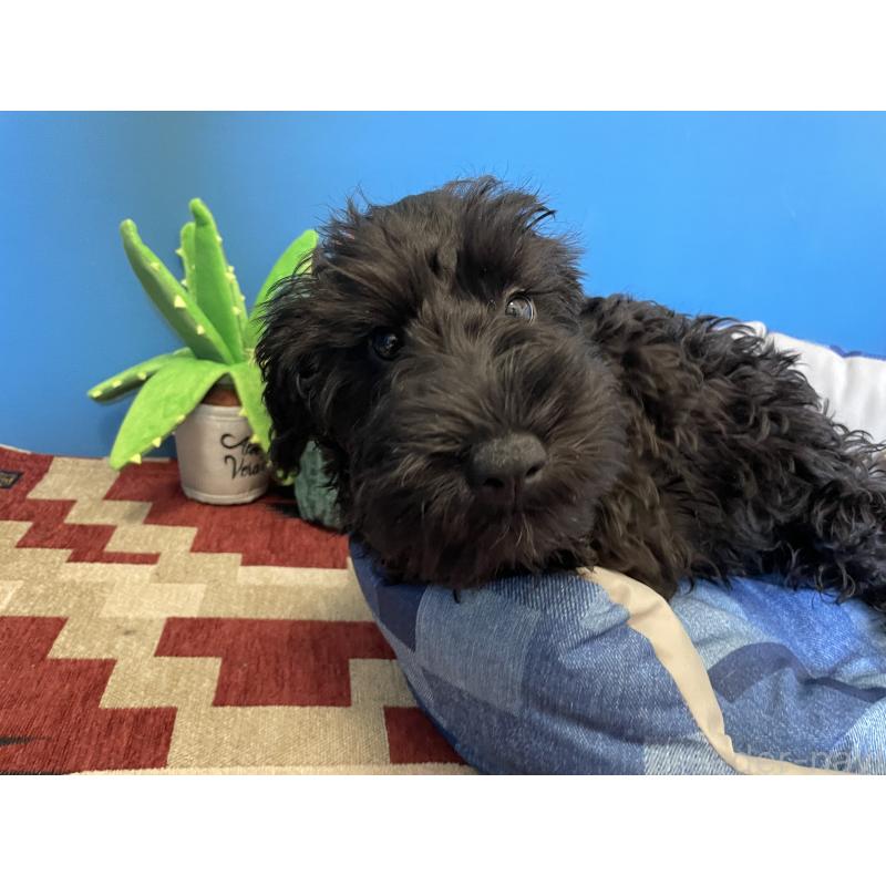 販売中の北海道のミックス犬-402033の7枚目