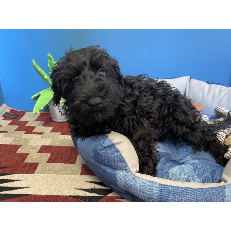 販売中の北海道のミックス犬-402033の6枚目
