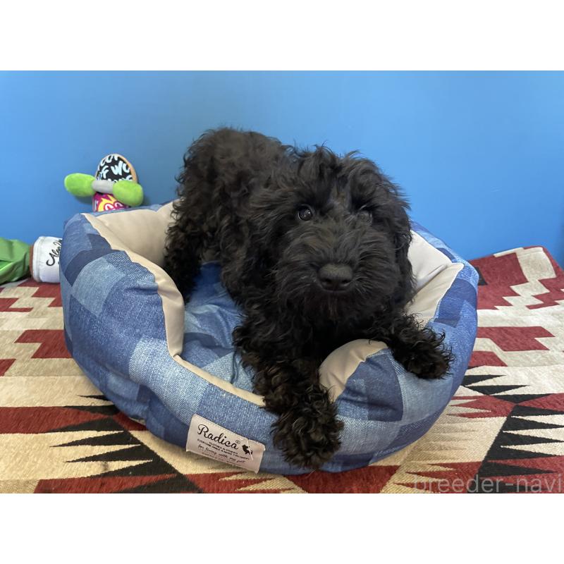 販売中の北海道のミックス犬-402035の4枚目