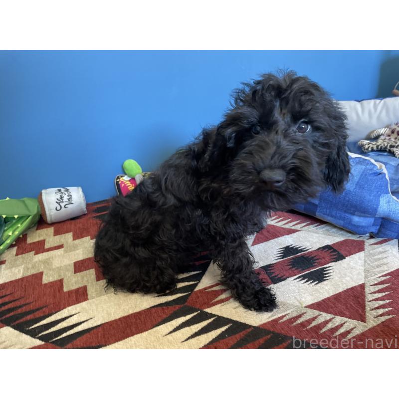 販売中の北海道のミックス犬-402035の3枚目