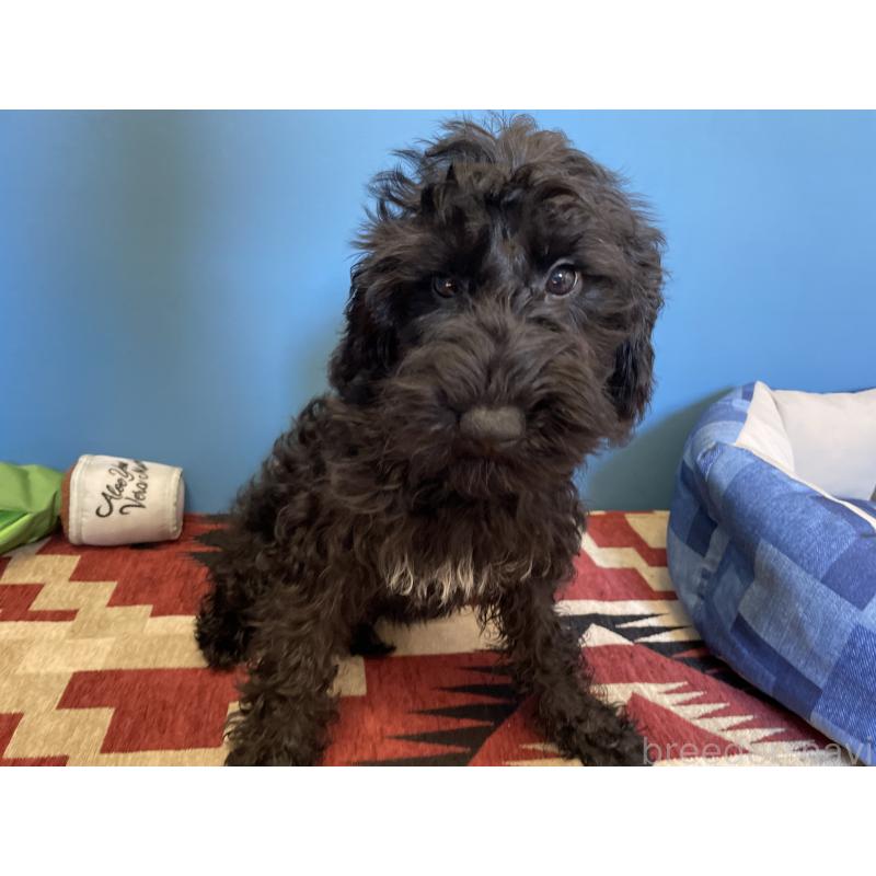 販売中の北海道のミックス犬-402035の2枚目
