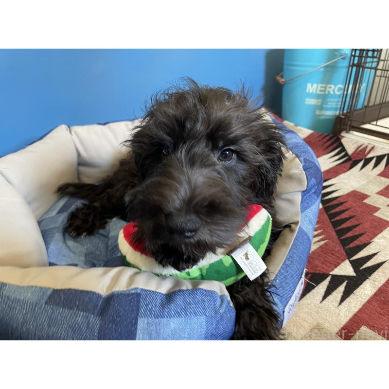 販売中の北海道のミックス犬-402036の7枚目