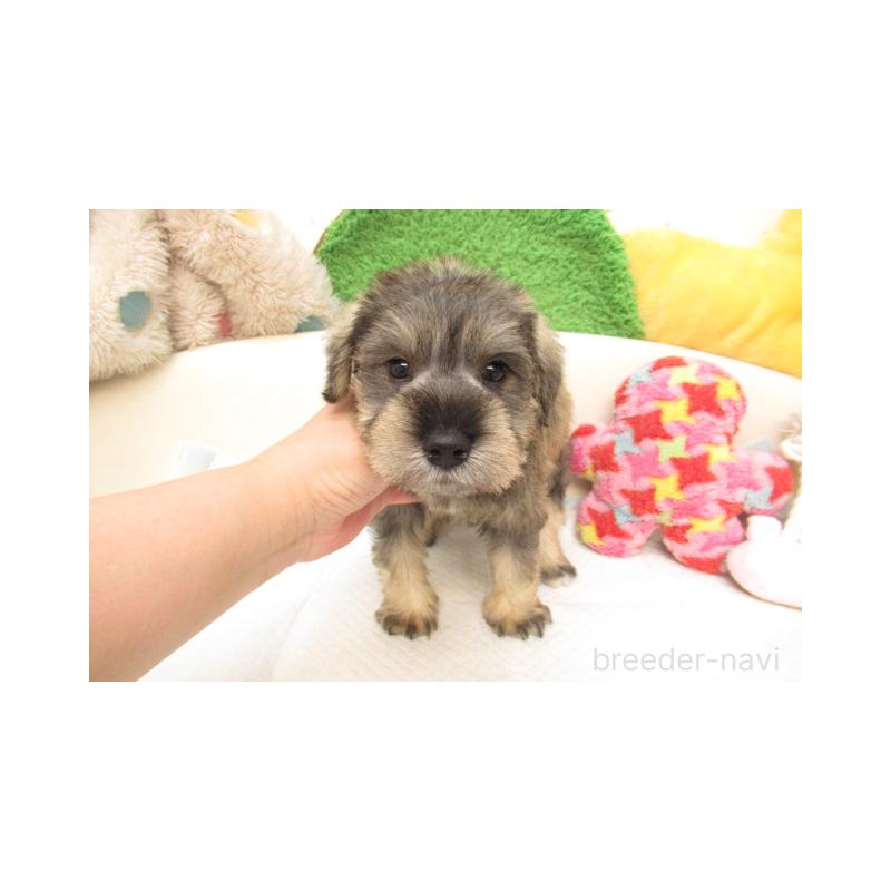 販売中の大阪府のミニチュアシュナウザー-402037