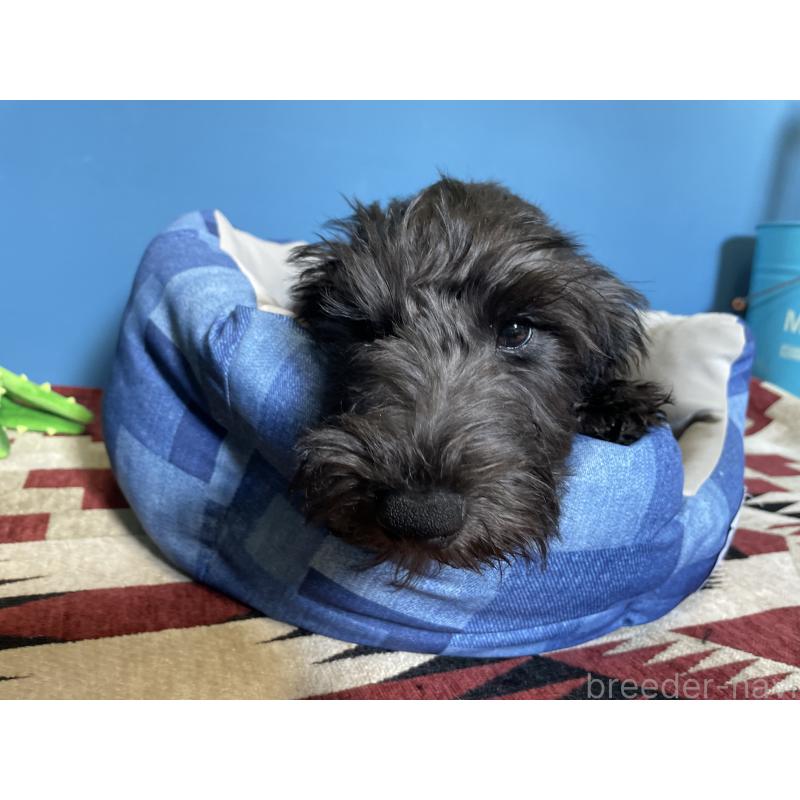 販売中の北海道のミックス犬-402038の5枚目