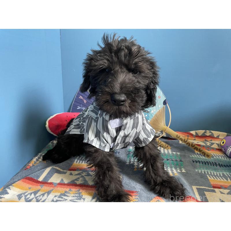 販売中の北海道のミックス犬-402038の4枚目