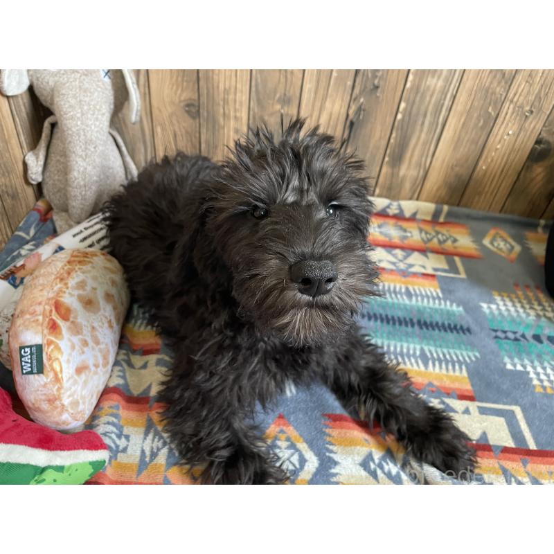販売中の北海道のミックス犬-402038の2枚目