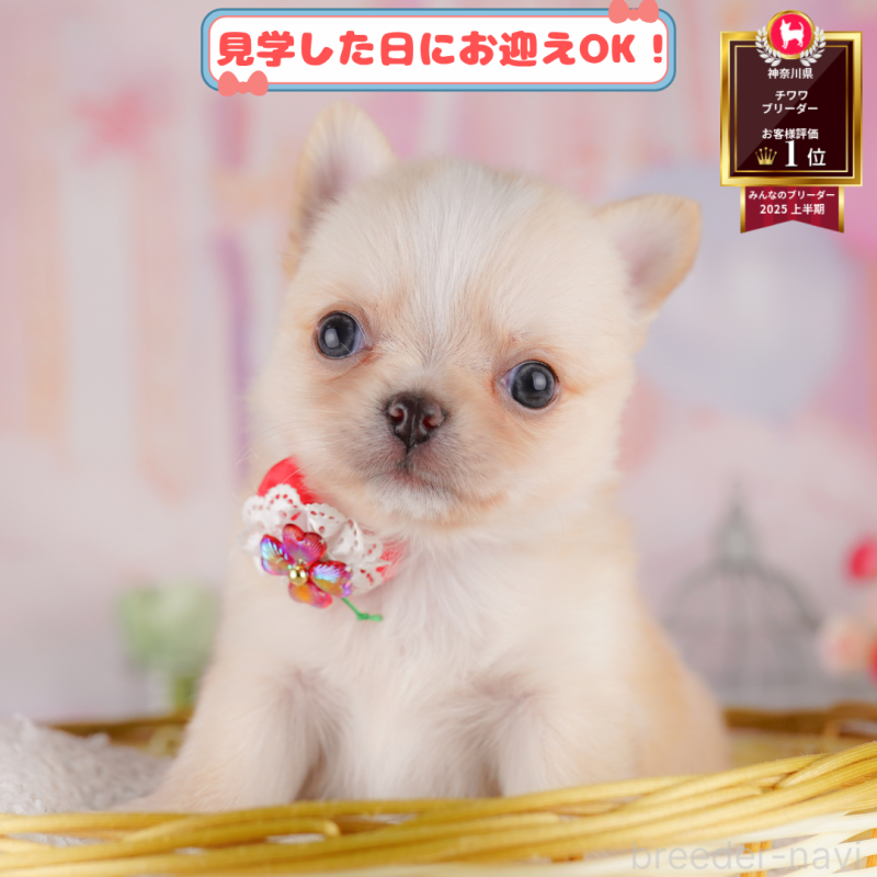 販売中の神奈川県のチワワ(ロングコート)-398791