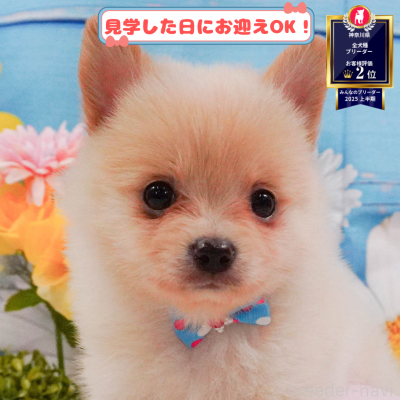販売中の神奈川県のポメチワ:ポメラニアン×チワワ-395766
