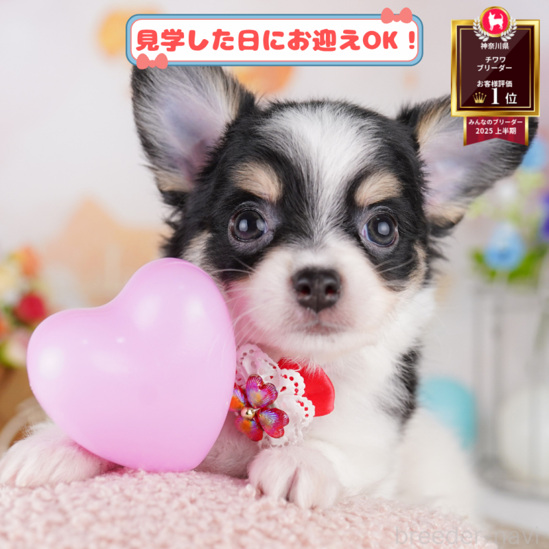 販売中の神奈川県のチワワ(ロングコート)-395482