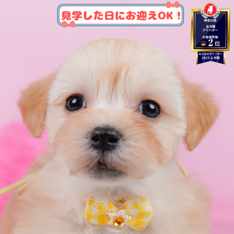 販売中の神奈川県のマルプー:マルチーズ×トイプードル-383710