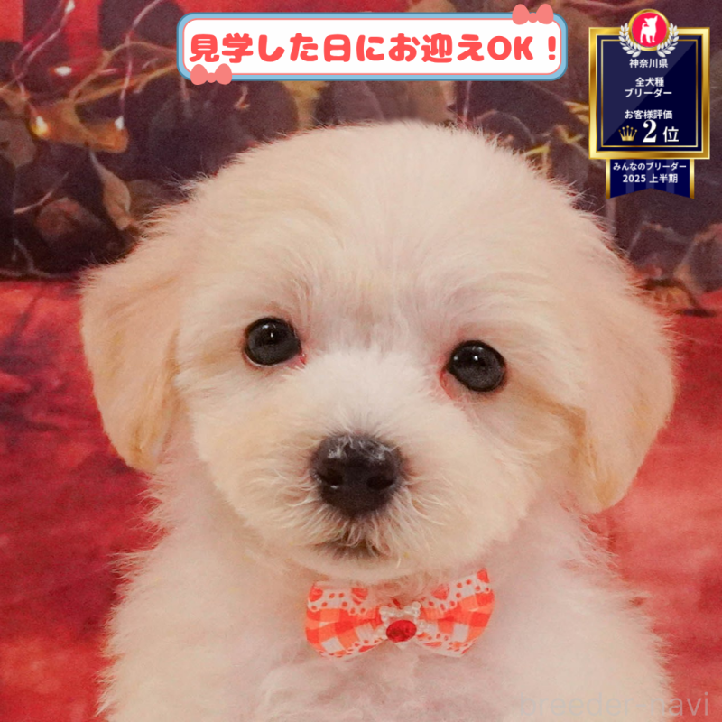 販売中の神奈川県のマルプー:マルチーズ×トイプードル-399934