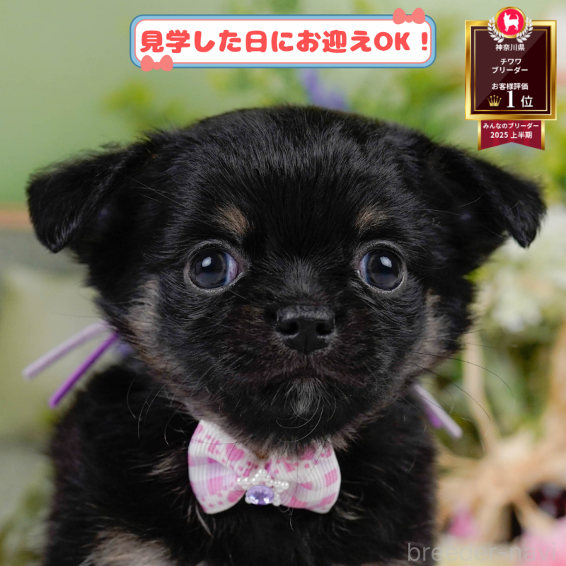 販売中の神奈川県のチワワ(ロングコート)-391713の1枚目