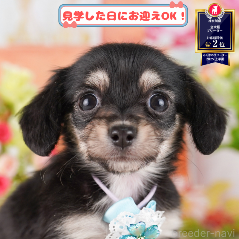 販売中の神奈川県のチワックス:チワワ×ミニチュアダックスフンド-400208