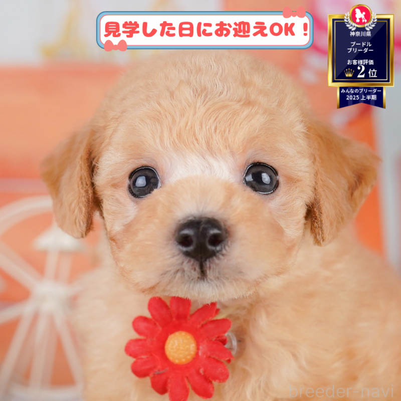 販売中の神奈川県のトイプードル-392358の1枚目