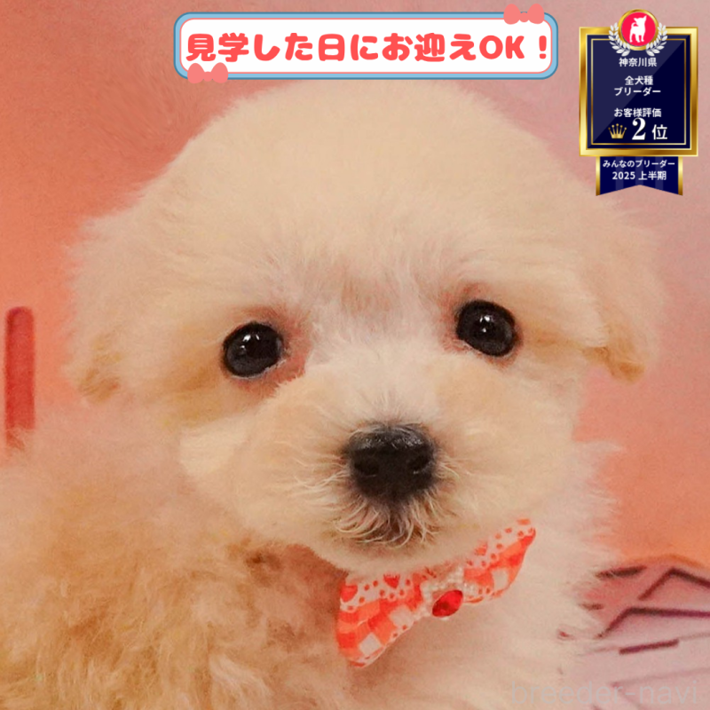 販売中の神奈川県のマルプー:マルチーズ×トイプードル-399933