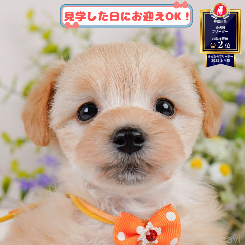 販売中の神奈川県のマルプー:マルチーズ×トイプードル-390332の1枚目