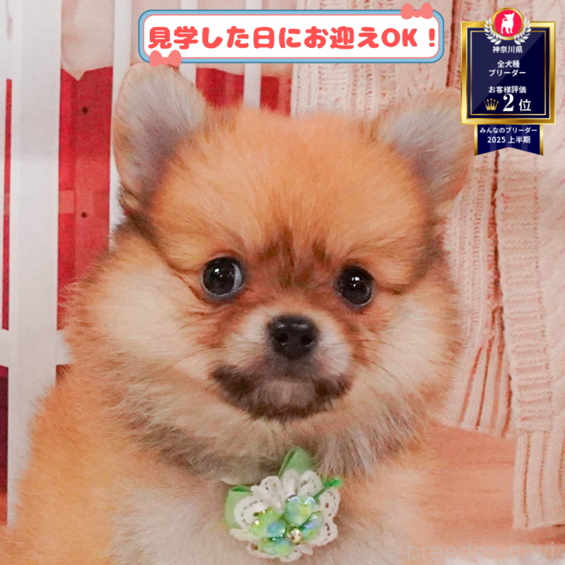 販売中の神奈川県のポメチワ:ポメラニアン×チワワ-395768