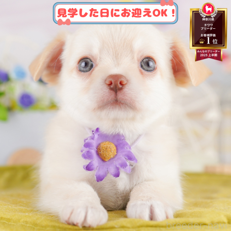 販売中の神奈川県のチワワ(ロングコート)-395493