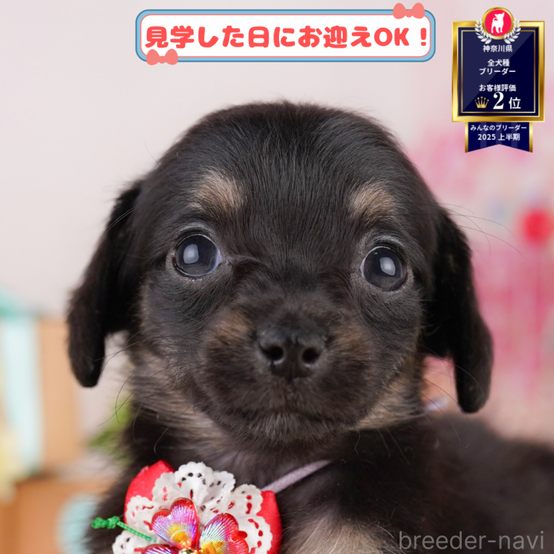 販売中の神奈川県のチワックス:チワワ×ミニチュアダックスフンド-400205