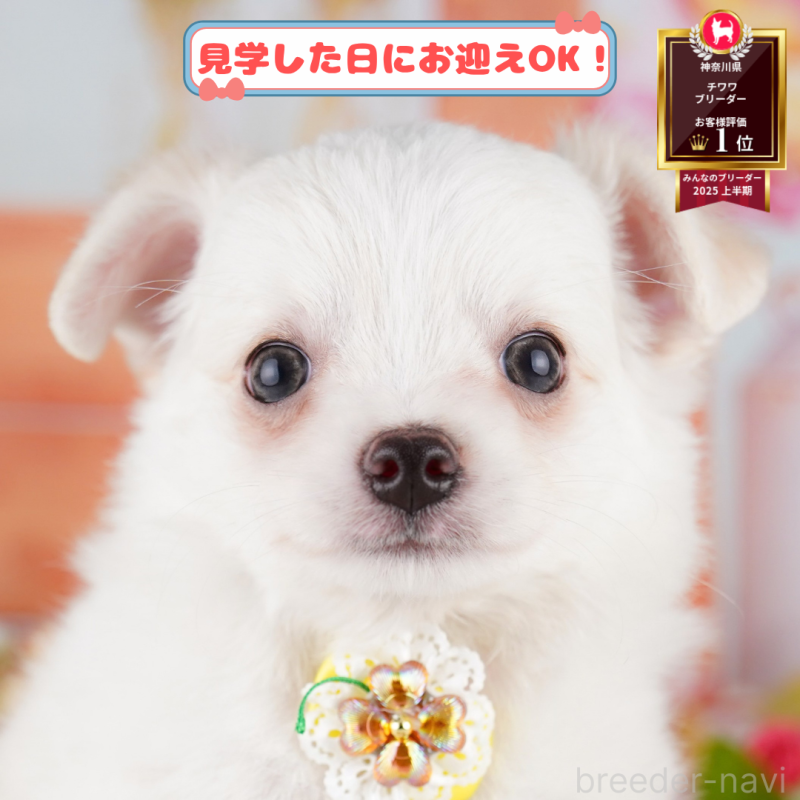 販売中の神奈川県のチワワ(ロングコート)-392349の1枚目