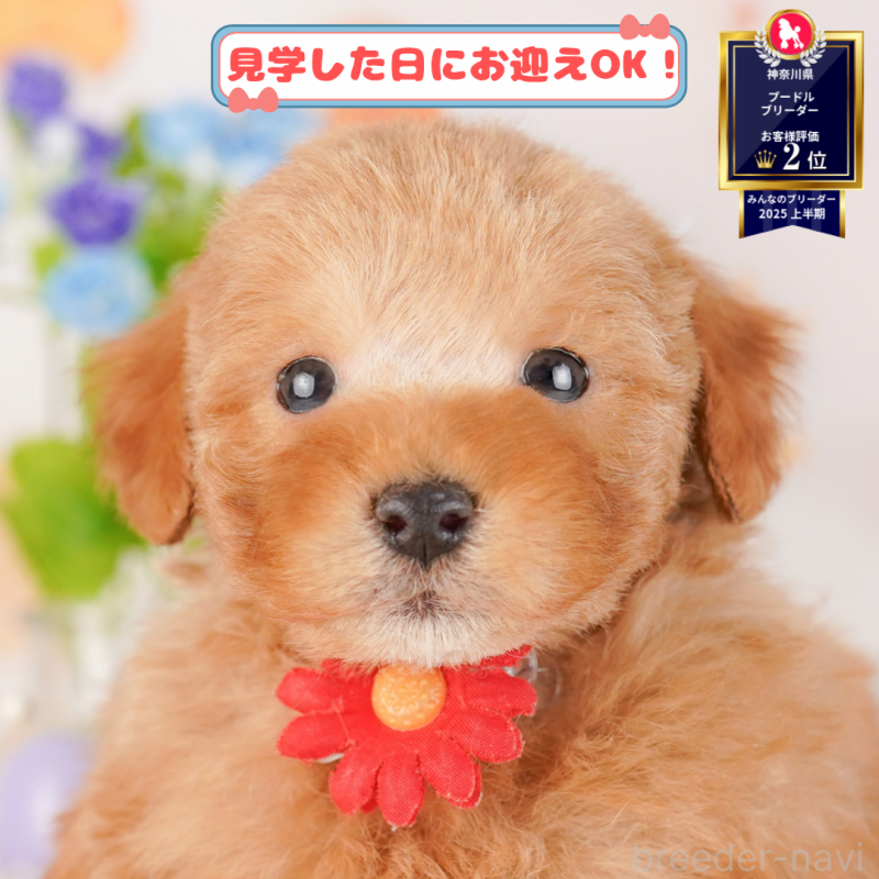 販売中の神奈川県のトイプードル-384630の1枚目