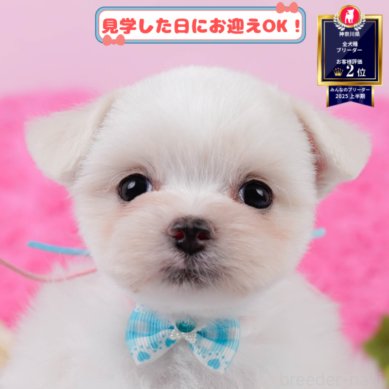 販売中の神奈川県のチワマル:チワワ×マルチーズ-399936