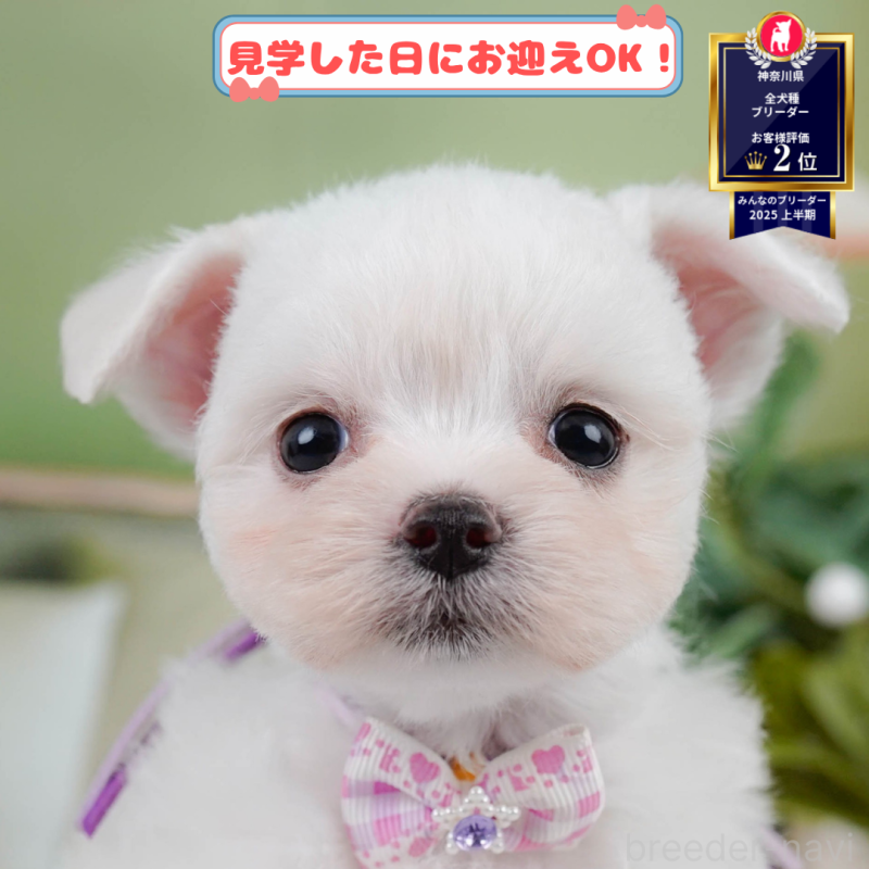 販売中の神奈川県のチワマル:チワワ×マルチーズ-401856の1枚目
