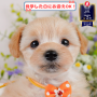 オンライン見学