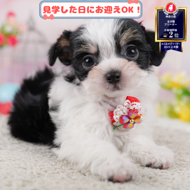 販売中の神奈川県のミックス犬-401854