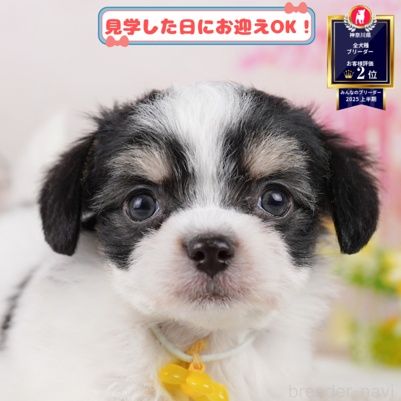販売中の神奈川県のミックス犬-401851